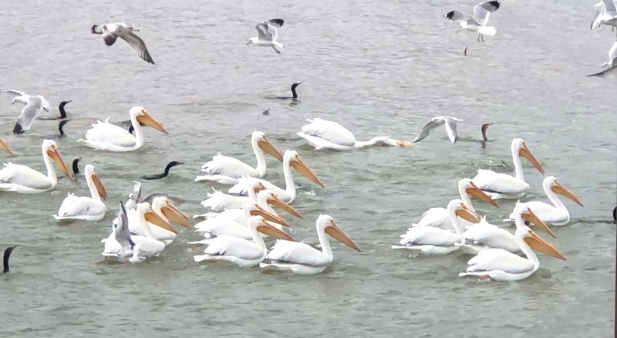 Oasis Lake Buchanan Bluffton 外观 照片